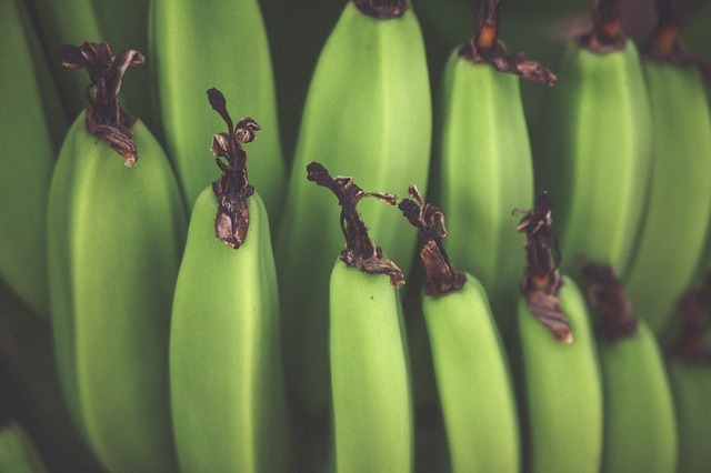 Easy Plantain Chips -AIP Elimination Friendly